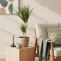 Green BoutiQ - Green is... Kamerplanten - Dracaena Marginata - Drakenbloedboom - Weinig onderhoud - met mand - Groen - 1 Plant - Pot 17cm - Hoogte 70-80cm