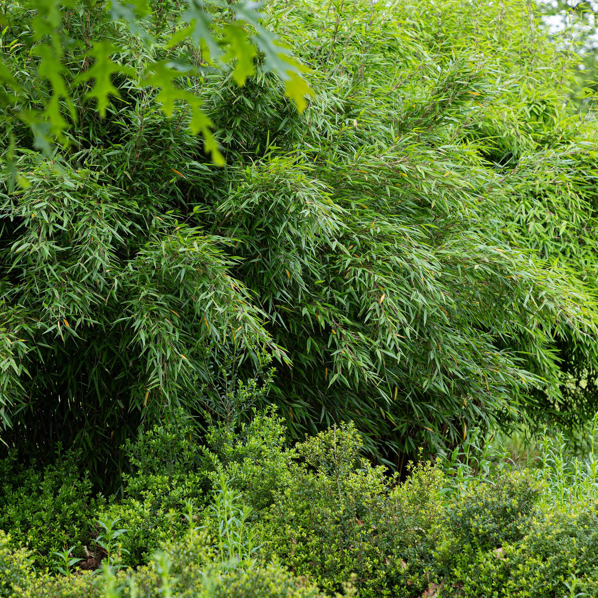 Green boutiQ - Bamboe - Fargesia Red Dragon - Groen - 4 Planten - Bladhoudend - Niet Woekerend- Pot 14cm Hoogte 35cm