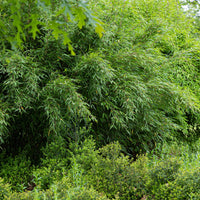 Green boutiQ - Bamboe - Fargesia Red Dragon - Groen - 4 Planten - Bladhoudend - Niet Woekerend- Pot 14cm Hoogte 35cm