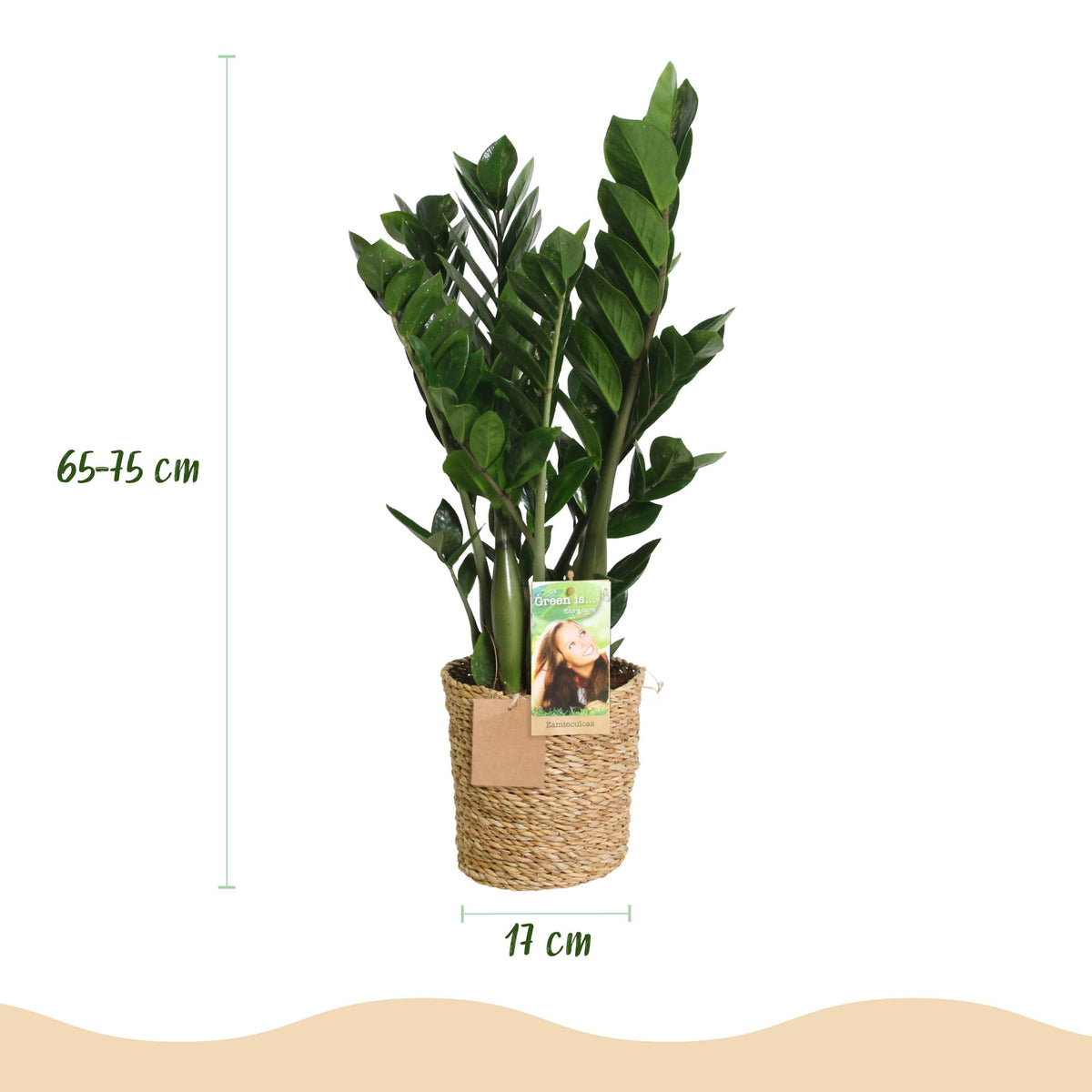 Green BoutiQ - Green is... Kamerplanten - Zamioculcas - ZZ-plant - Weinig onderhoud - met mand - Groen - 2 Planten - Pot 17cm - Hoogte 65-75cm