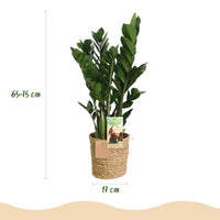Green BoutiQ - Green is... Kamerplanten - Zamioculcas - ZZ-plant - Weinig onderhoud - met mand - Groen - 2 Planten - Pot 17cm - Hoogte 65-75cm