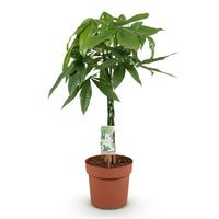 Green BoutiQ - Green is... Kamerplanten - Pachira Aquatica gevlochten stam - Geldboom - Weinig onderhoud - Groen - 1 Plant - Pot 21cm - Hoogte 80-90cm