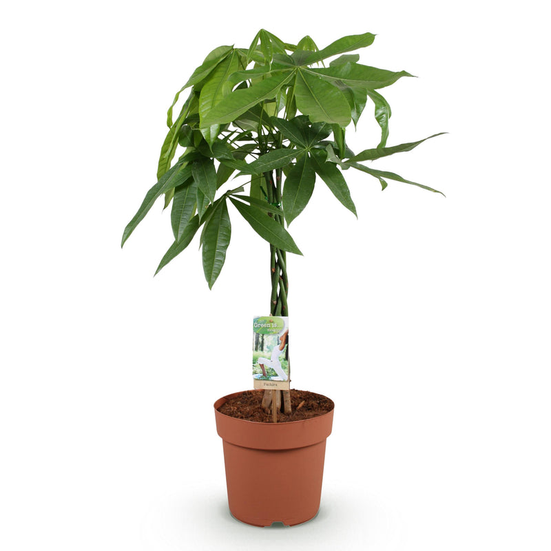 Green BoutiQ - Green is... Kamerplanten - Pachira Aquatica gevlochten stam - Geldboom - Weinig onderhoud - Groen - 1 Plant - Pot 21cm - Hoogte 80-90cm