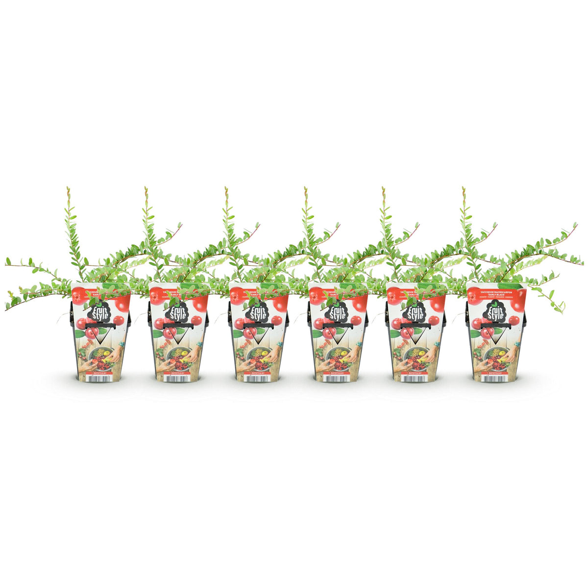 Green boutiQ - Fruitplanten - Blauwe Bes - Vaccinium macrophylla Early Black - Winterhard - 6 Planten - Pot 9 cm - Donker Rode  Bes
