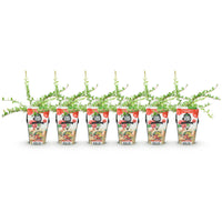 Green boutiQ - Fruitplanten - Blauwe Bes - Vaccinium macrophylla Early Black - Winterhard - 6 Planten - Pot 9 cm - Donker Rode  Bes