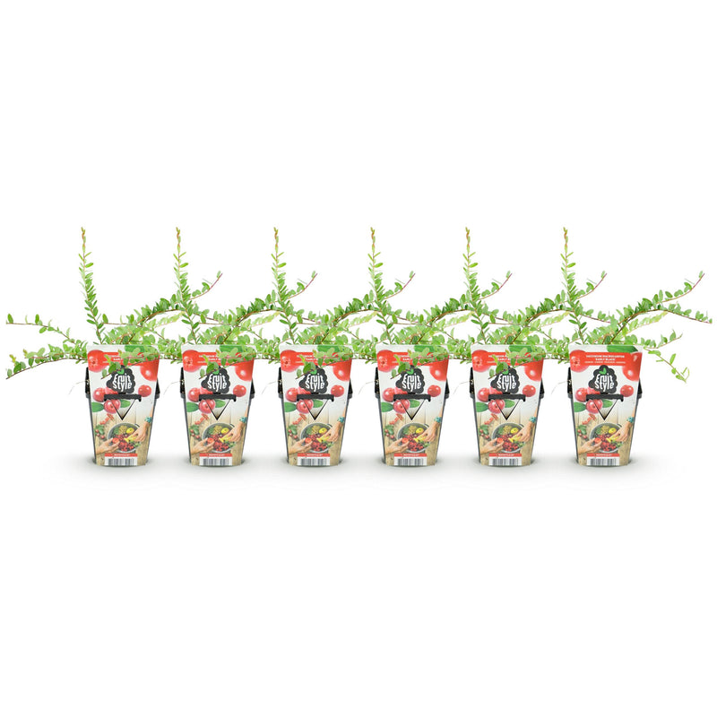 Green boutiQ - Fruitplanten - Blauwe Bes - Vaccinium macrophylla Early Black - Winterhard - 6 Planten - Pot 9 cm - Donker Rode  Bes