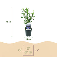 Green boutiQ - Heesters - Hibiscus syriacus Oiseau Blue - Bloem Blauw - 1 Plant - Bladverliezend - Weinig Onderhoud - Pot 17cm Hoogte 45cm