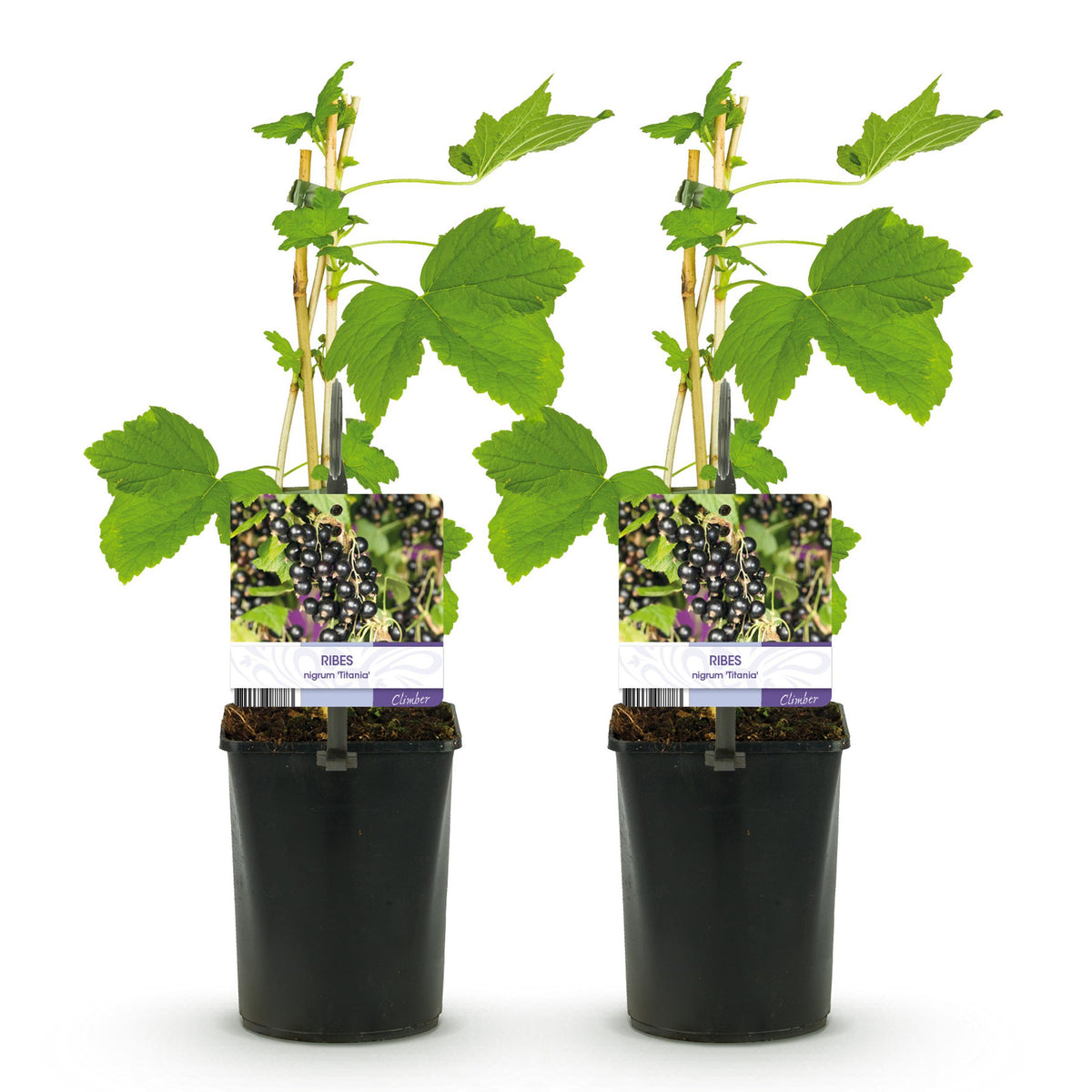 Green boutiQ - Fruitplant - Zwarte bes - Ribes nigrum Titania - Zwarte Bes - 2 planten -  Pot 11cm Hoogte 40cm