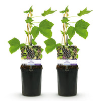 Green boutiQ - Fruitplant - Zwarte bes - Ribes nigrum Titania - Zwarte Bes - 2 planten -  Pot 11cm Hoogte 40cm