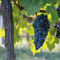 Green boutiQ - Fruitplant - Blauwe Druif - Vitis vinifera Boskoop Glory - 2 planten - Pot 15cm Hoogte 50cm