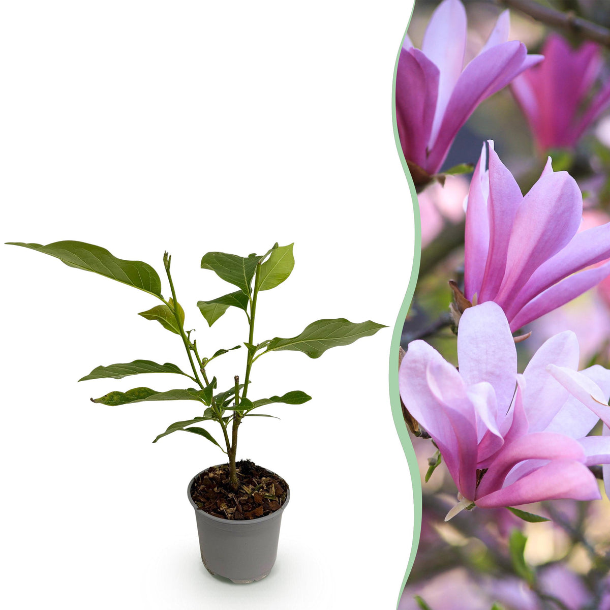 Green boutiQ - Tuinplant - Magnolia