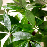 Green BoutiQ - Green is... Kamerplanten - Pachira Aquatica gevlochten stam - Geldboom - Weinig onderhoud - met mand - Groen - 2 Planten - Pot 17cm - Hoogte 60-70cm