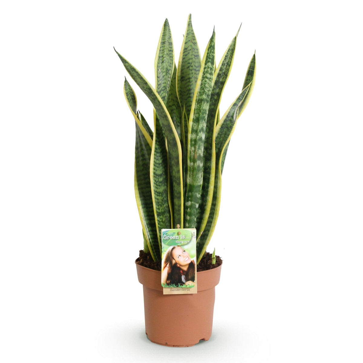Green BoutiQ - Green is... Kamerplanten - Sanseveria Laurentii - Vrouwentong - Weinig onderhoud - Groen - 1 Plant - Pot 17cm - Hoogte 60-70cm
