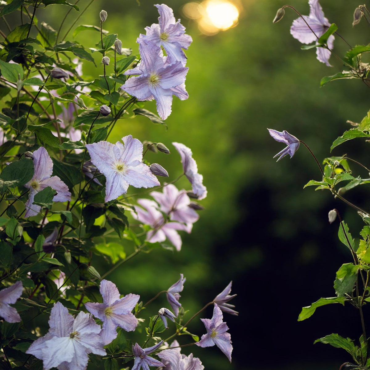 Green boutiQ - Klimplant - Clematis Blue Angel