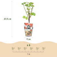 Green boutiQ - Fruitplanten - Rode Bes - Ribes rubrum Jonkheer van Tets  - Winterhard - 6 Planten - Pot 9 cm - Rode Bes