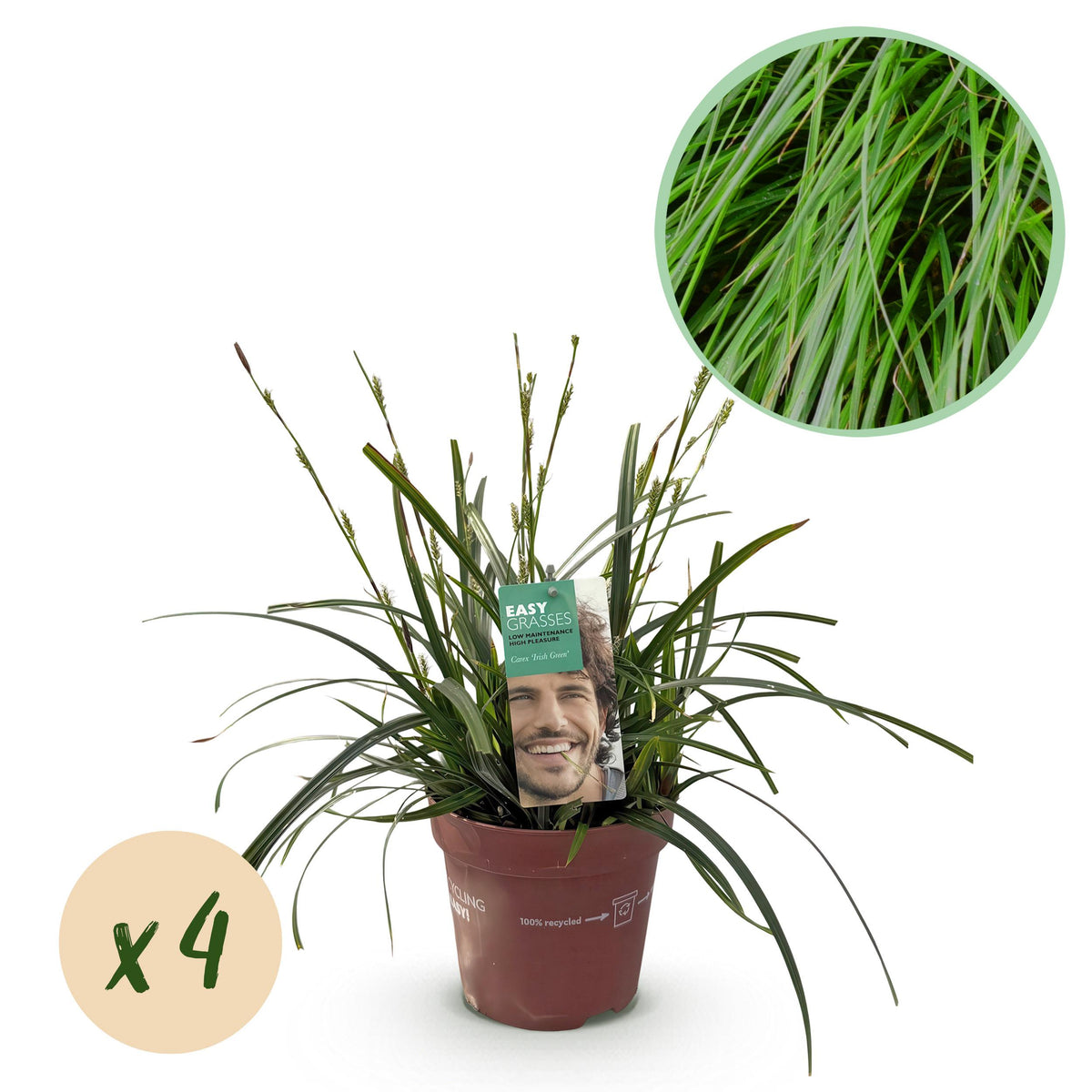 Green boutiQ - Siergrassen - Carex oshimensis Intense Green - Groen - 4 Planten - Bladhoudend - Weinig Onderhoud - Pot 17cm Hoogte 50cm
