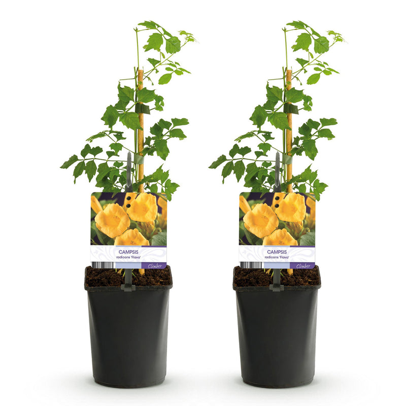 Green boutiQ - Trompetbloem - Campsis radicans Flave - Bloem Geel - Weinig onderhoud - 2 planten - Pot 11cm Hoogte 40cm