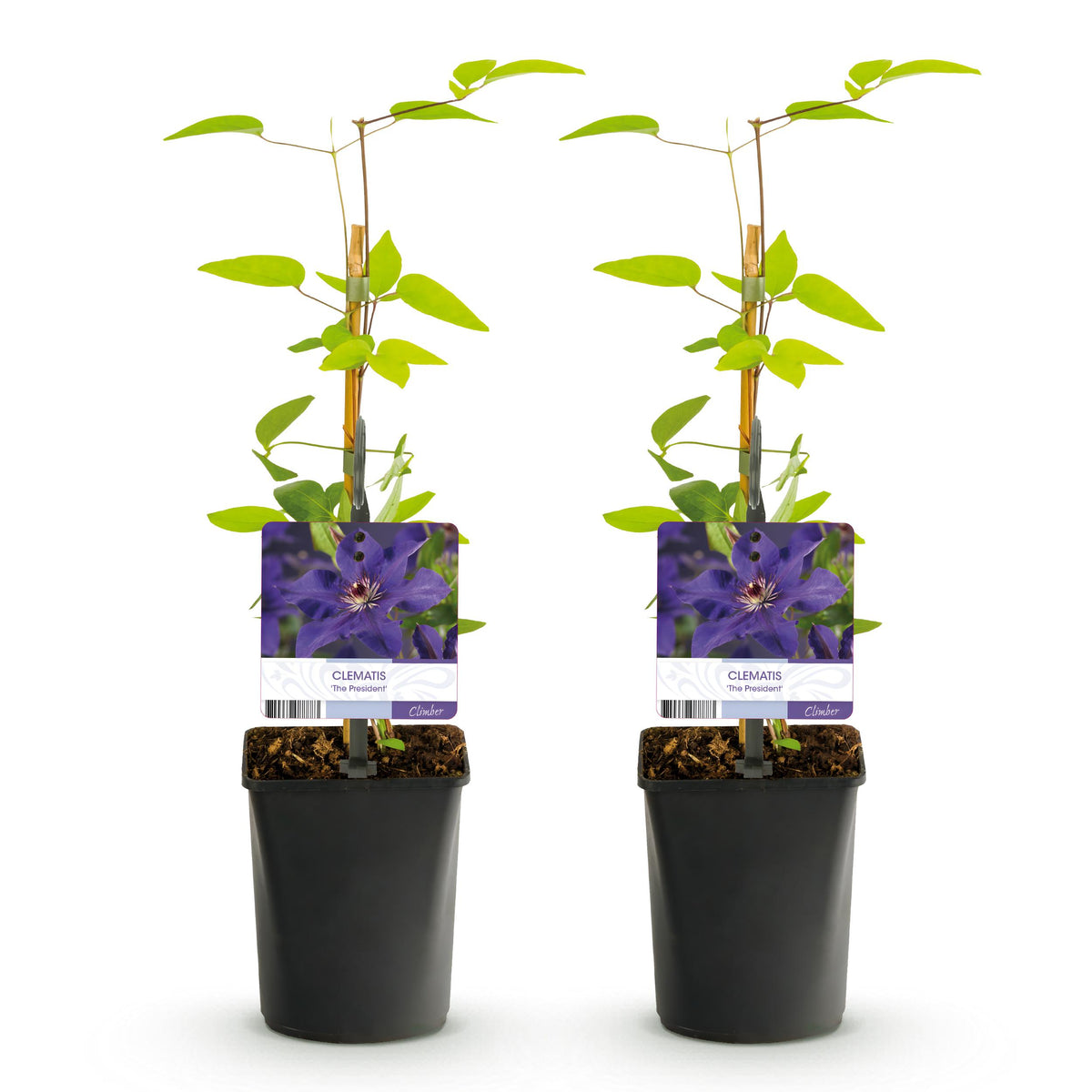 Green boutiQ - Klimplant - Clematis Blue Angel