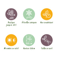 Green boutiQ - Heesters - Cornus sibirica - Rode Takken - 1 Plant - Bladverliezend - Weinig Onderhoud - Pot 17cm Hoogte 45cm