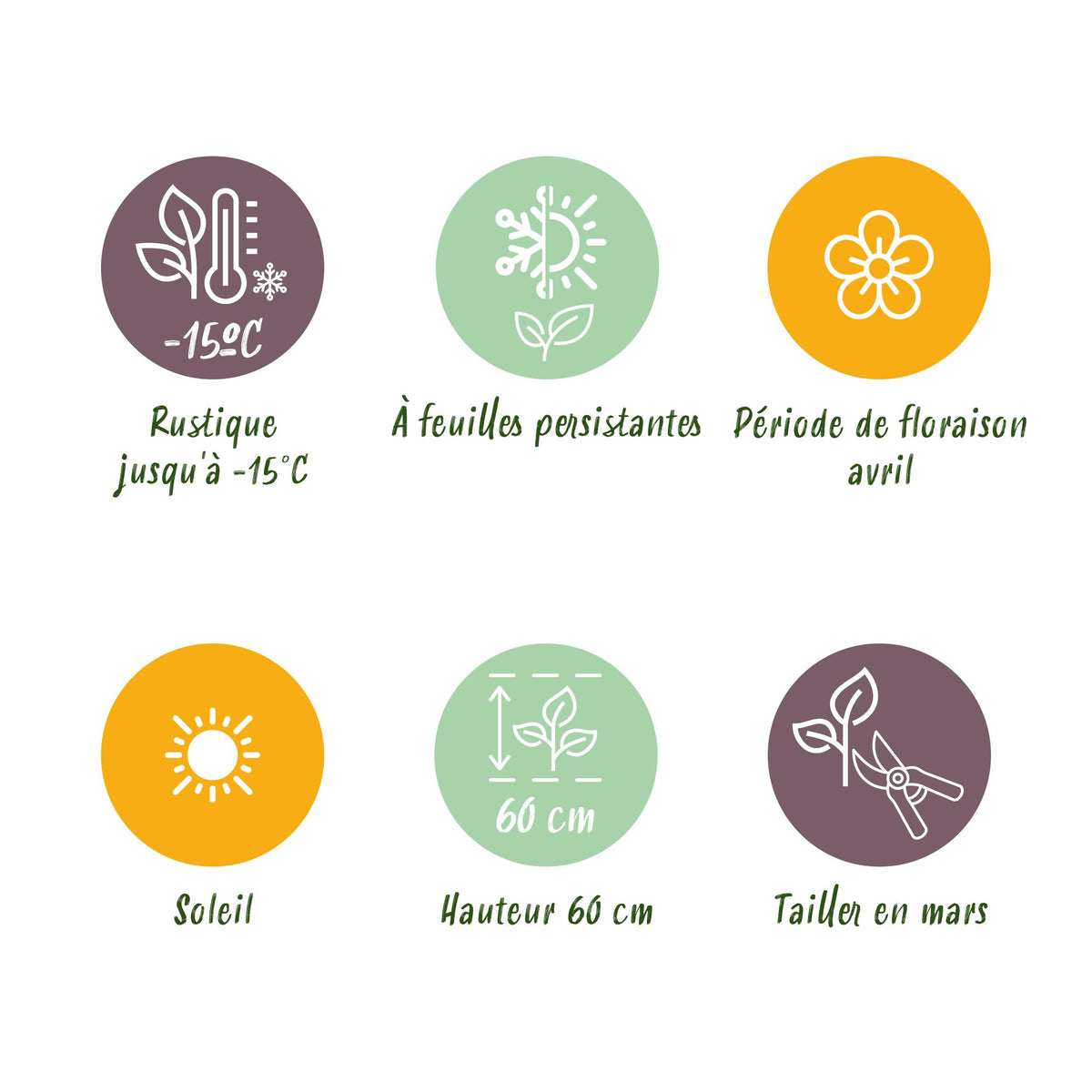 Green boutiQ - Siergrassen - Festuca glauca Intense Blue  - Blauw - 4 Planten - Bladhoudend - Weinig Onderhoud - Pot 17cm Hoogte 50cm