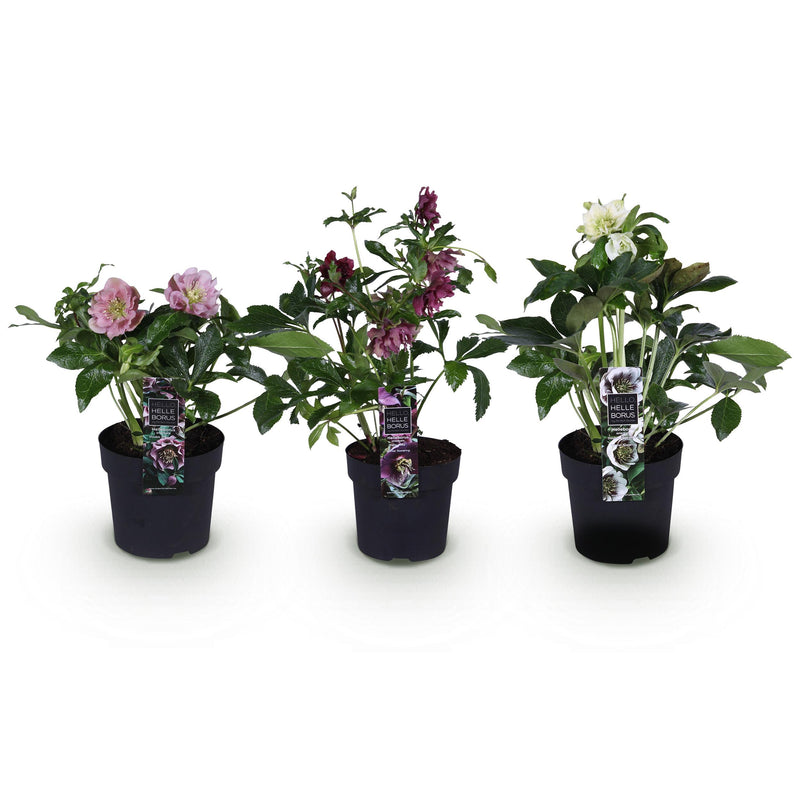 Green boutiQ - Tuinplant - Lenten Rose - Helleborus orientalis Double Tricolour - Roze - Rode - Witte Bloem -3 Planten - Groenblijvend - Pot 14cm Hoogte 35cm