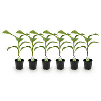 Green boutiQ - Fruitplant - Bananen plant - Musa Basjoo - Winterhard - 6 planten - Pot 17cm Hoogte 40cm