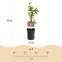 Green boutiQ - Passiebloem - Passiflora Anastasia  - Bloem Roze - Weinig onderhoud - 2 planten - Pot 11cm Hoogte 40cm