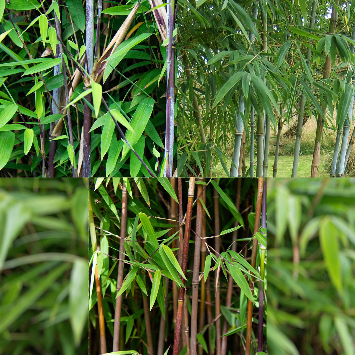 Green boutiQ - Bamboe - Fargesia dragon Tricolour - Zwart, Rood, Blauw  - 3 Planten - Bladhoudend - Niet Woekerend- Pot 14cm Hoogte 35cm