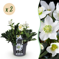 Green boutiQ - Tuinplant - Kerstroos - Helleborus Christmas Carol  - Witte Bloem -2 Planten - Groenblijvend - Pot 17cm Hoogte 35cm