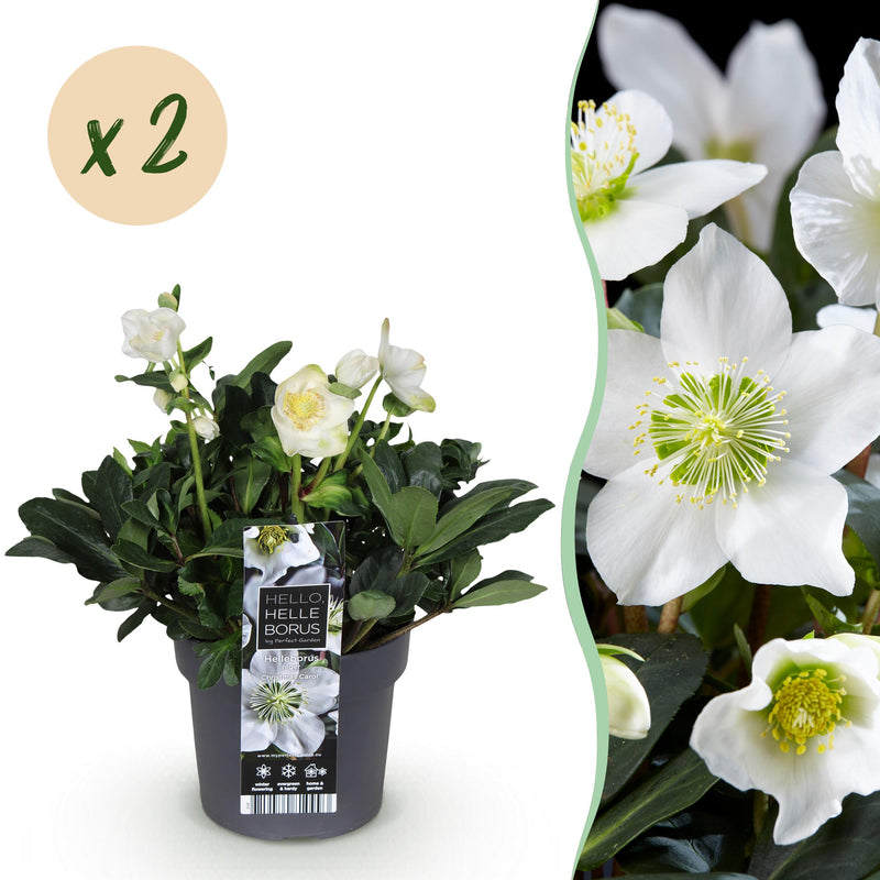 Green boutiQ - Tuinplant - Kerstroos - Helleborus Christmas Carol  - Witte Bloem -2 Planten - Groenblijvend - Pot 17cm Hoogte 35cm