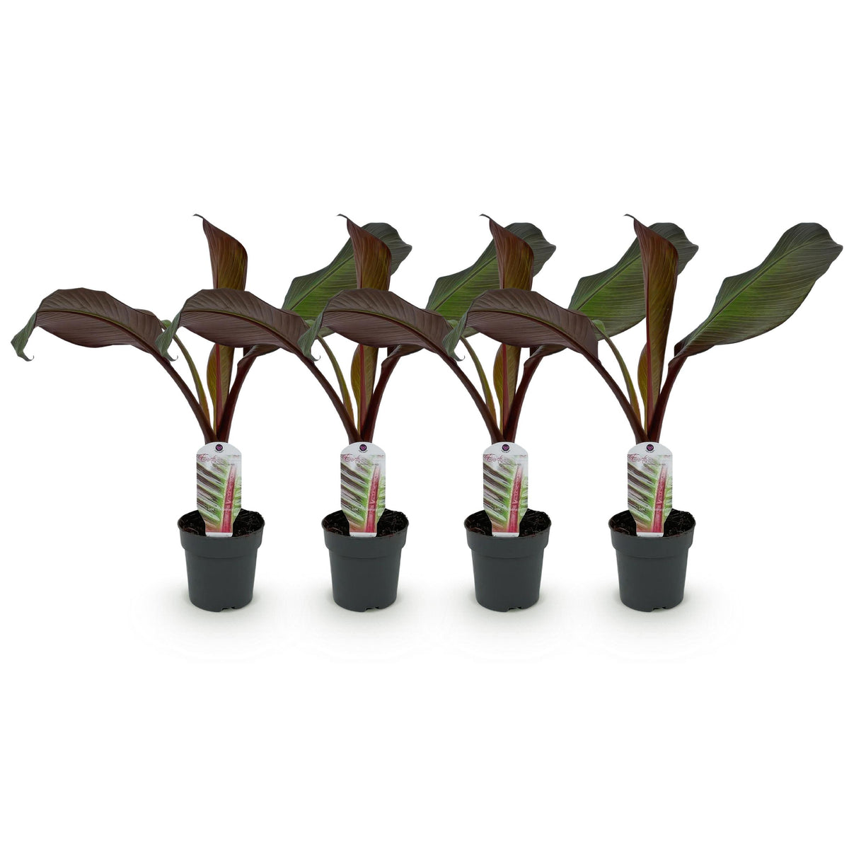Green boutiQ - Fruitplant - Bananen plant - Ensete ventricosum Maurelli - Winterhard - 4 planten - Pot 12cm Hoogte 30cm