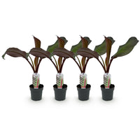 Green boutiQ - Fruitplant - Bananen plant - Ensete ventricosum Maurelli - Winterhard - 4 planten - Pot 12cm Hoogte 30cm