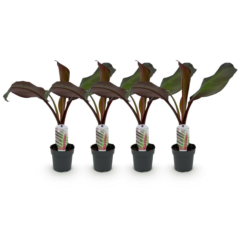 Green boutiQ - Fruitplant - Bananen plant - Ensete ventricosum Maurelli - Winterhard - 4 planten - Pot 12cm Hoogte 30cm