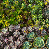 Green boutiQ - Bodembedekker - Winterhard - Alpine Mix - 8 Planten - Diversen Kleuren  - Weinig Onderhoud - Pot 14 Hoogte 17