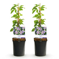 Green boutiQ - Klimplant - Clematis Blue Angel