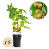Green boutiQ - Fruitplant - Framboos - Rubus idaeus Fallgold  - Gele Framboos - 2 planten -  Pot 11cm Hoogte 40cm