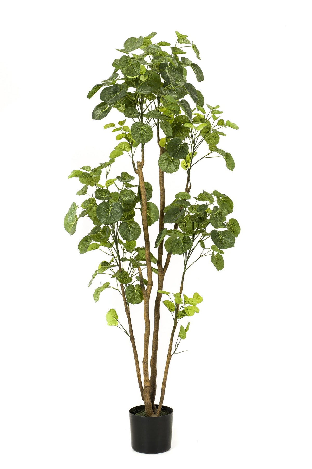 Kunstpflanze - Polyscias - Aralie - 160 cm
