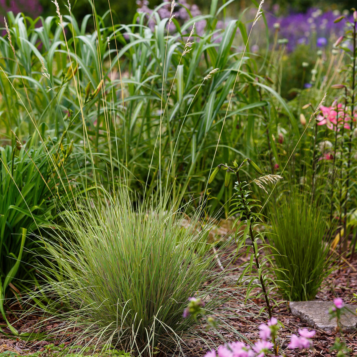 Green boutiQ - Siergrassen - Festuca glauca Golden Toupee - Geel - 4 Planten - Bladhoudend - Weinig Onderhoud - Pot 17cm Hoogte 50cm