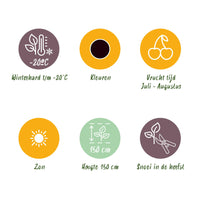 Green boutiQ - Fruitplanten - Zwarte Bes - Ribes nigrum Titania - Winterhard - 6 Planten - Pot 9 cm - Zwarte Bes