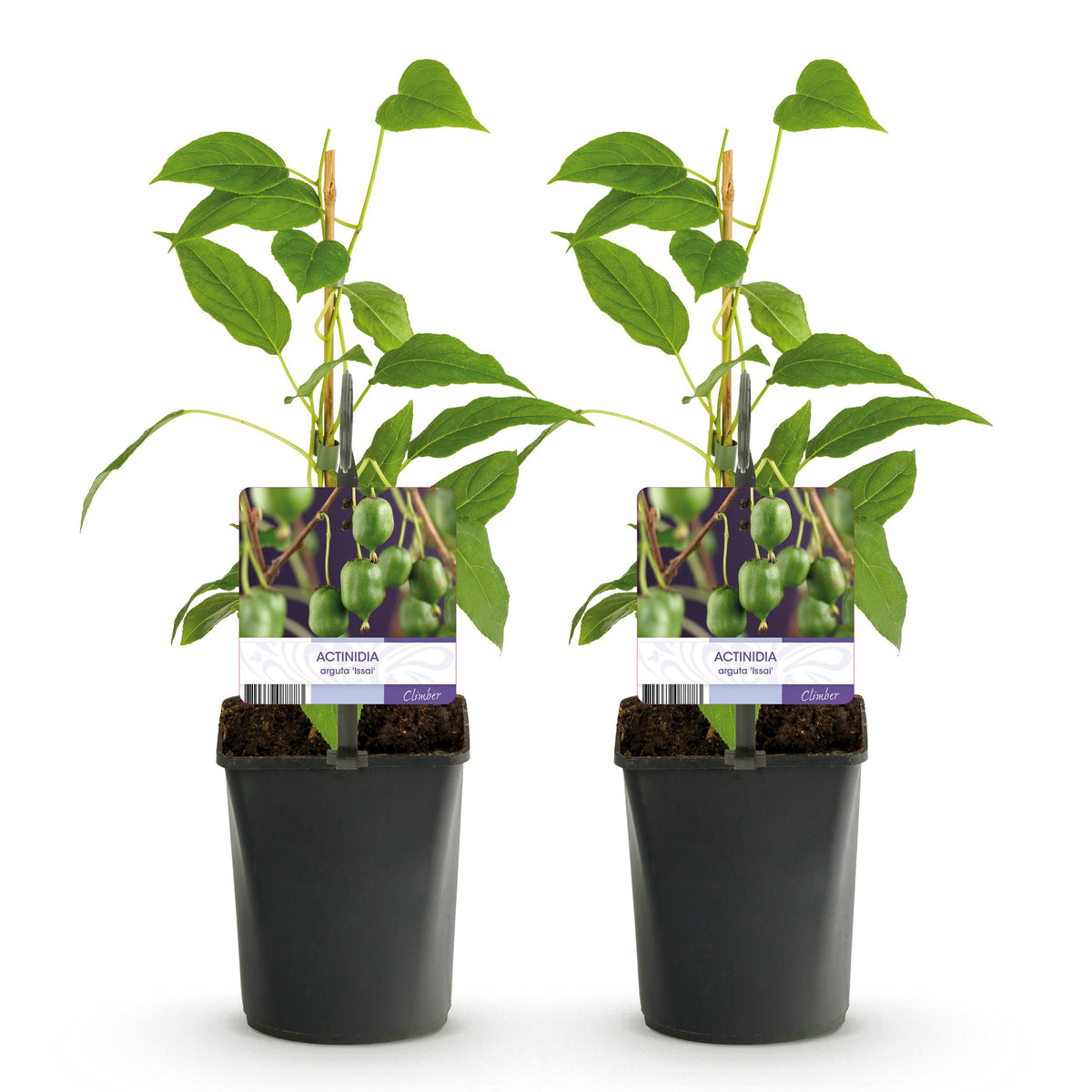 Green boutiQ - Fruitplant - Kiwi - Actinidia arguta Issai - Groene Vrucht - 2 planten -  Pot 11cm Hoogte 40cm