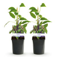 Green boutiQ - Fruitplant - Kiwi - Actinidia arguta Issai - Groene Vrucht - 2 planten -  Pot 11cm Hoogte 40cm