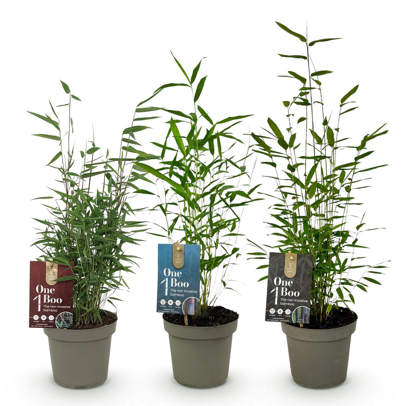 Green boutiQ - Bamboe - Fargesia dragon Tricolour - Zwart, Rood, Blauw  - 3 Planten - Bladhoudend - Niet Woekerend- Pot 14cm Hoogte 35cm