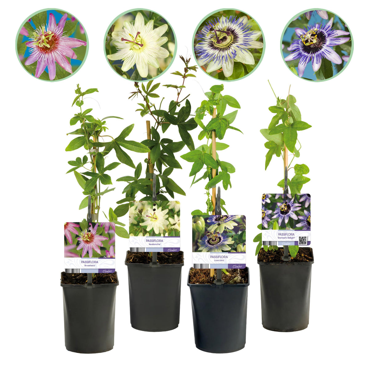 Green boutiQ - Passiebloem - Passiflora Rainbow  - Bloem Roze Wit Paars Groen - Weinig onderhoud - 4 planten - Pot 11cm Hoogte 40cm