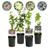 Green boutiQ - Passiebloem - Passiflora Rainbow  - Bloem Roze Wit Paars Groen - Weinig onderhoud - 4 planten - Pot 11cm Hoogte 40cm