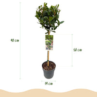 Green boutiQ - Plant op Stam - Laurus nobilis - Terras Plant - Bladhoudend - Winterhard - Groen Blad - Pot 19cm Hoogte 90cm