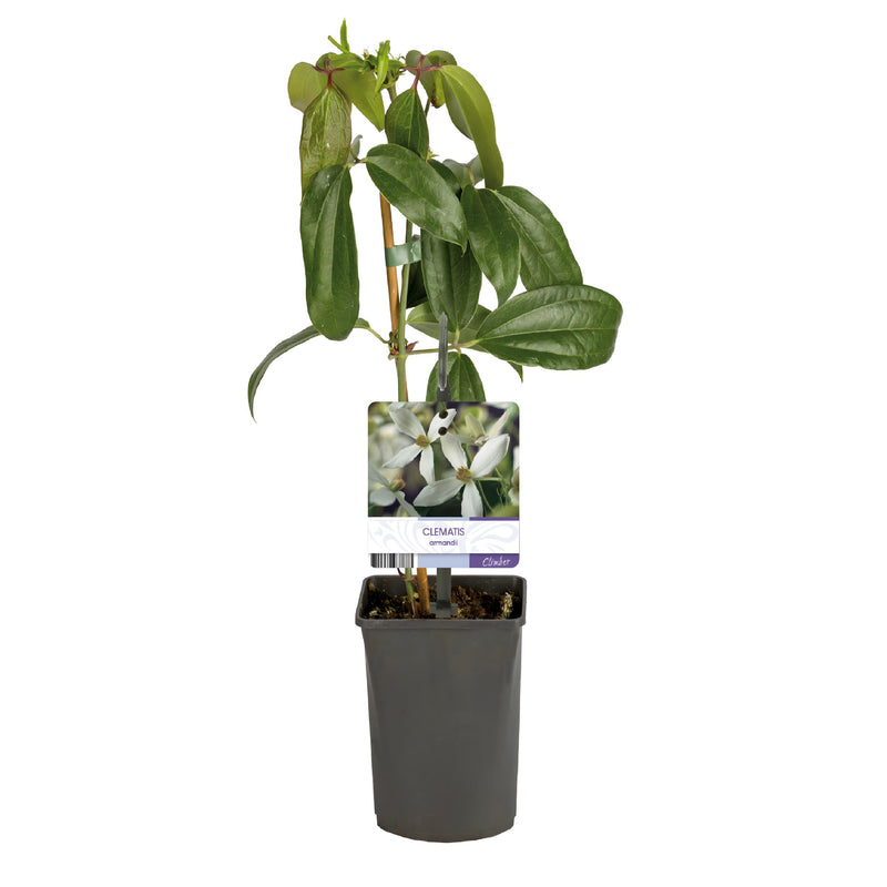 Green boutiQ - Klimplant - Clematis armandii - Bloem Wit - Groenblijvend - Weinig onderhoud - 1 plant Pot 11cm Hoogte 40cm