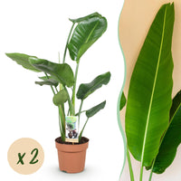 Green BoutiQ - Green is... Kamerplanten - Stelitzia Nicolai - Paradijsvogelbloem - Weinig onderhoud - Groen - 2 Planten - Pot 17cm - Hoogte 70-90cm