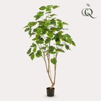 Kunstplant - Ficus umbellate - Afrikaanse vijg - 180cm