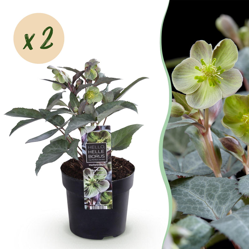 Green boutiQ - Tuinplant - Lenten Rose - Helleborus sternii Silver Dollar - Groene  Bloem -2 Planten- Groenblijvend - Pot 14cm Hoogte 35cm