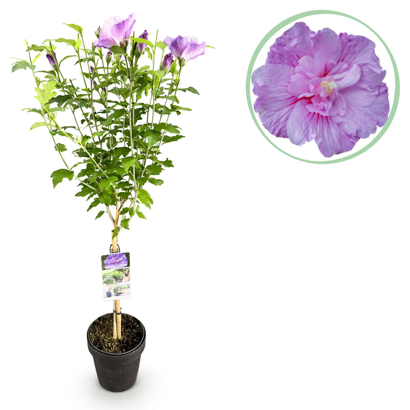 Green boutiQ - Plant op Stam -Hibiscus syriacus Lavendor Chiffon® - Terras Plant - Bladverliezend - Winterhard - Paarse Bloem - Pot 19cm Hoogte 90cm